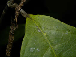 Image de Prestonia longifolia (Sessé & Moç.) J. F. Morales