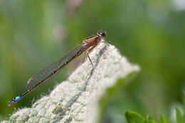 Image of Common Bluetail