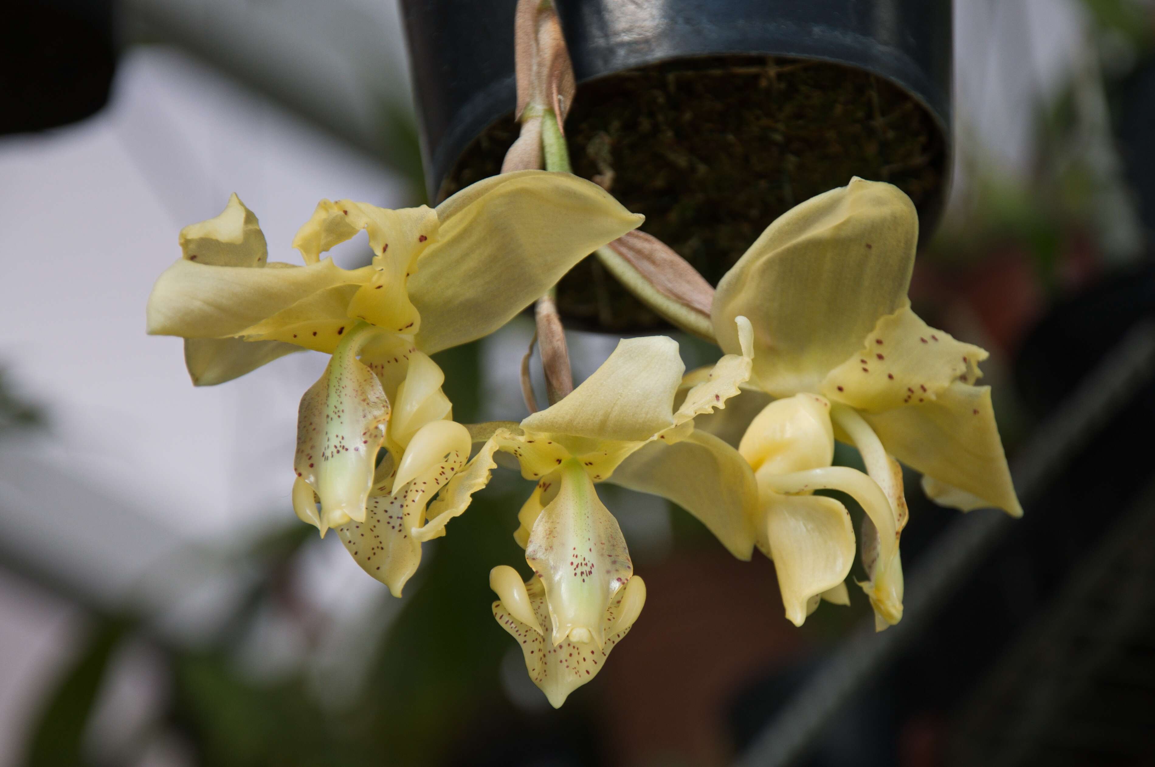 Image of Stanhopea orchid