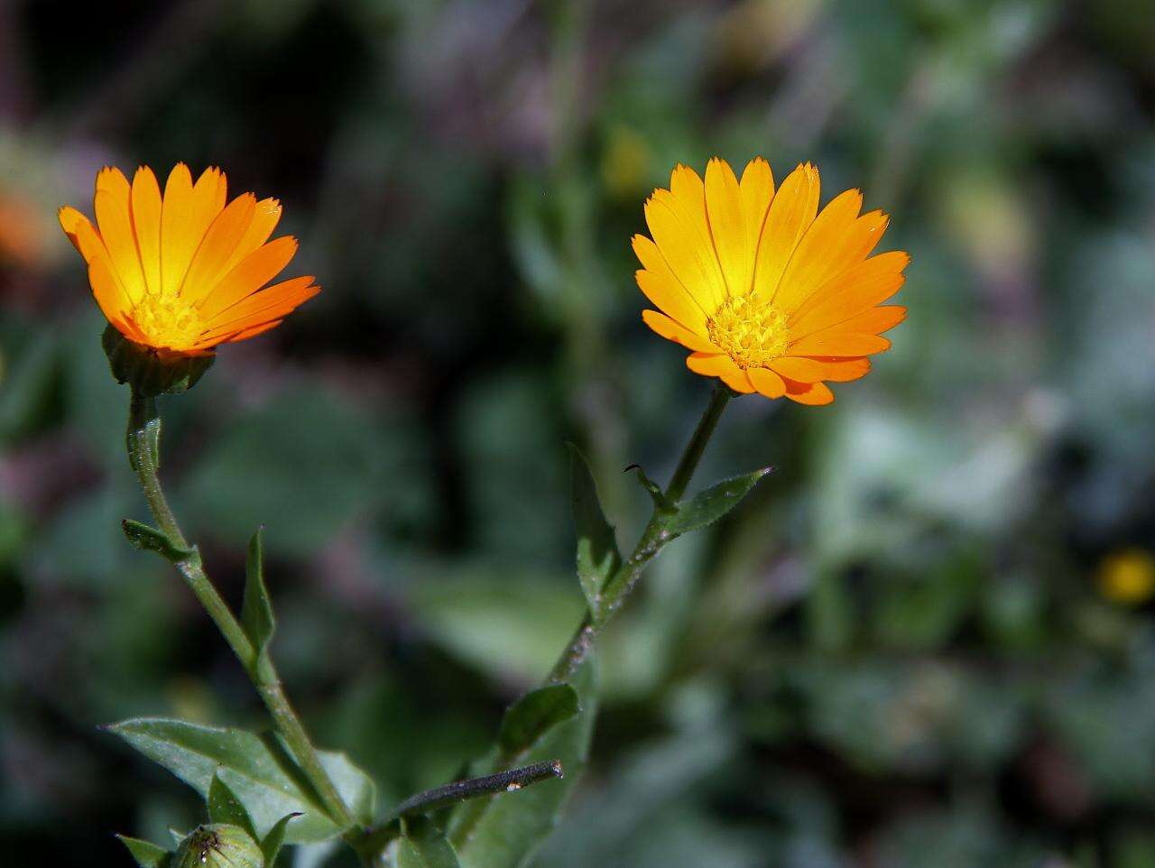 Image of Calendula suffruticosa Vahl