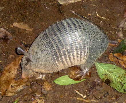 Image of long-nosed armadillos