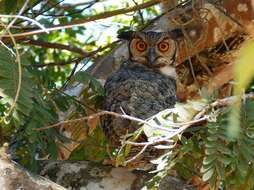 Image of Eagle-owls