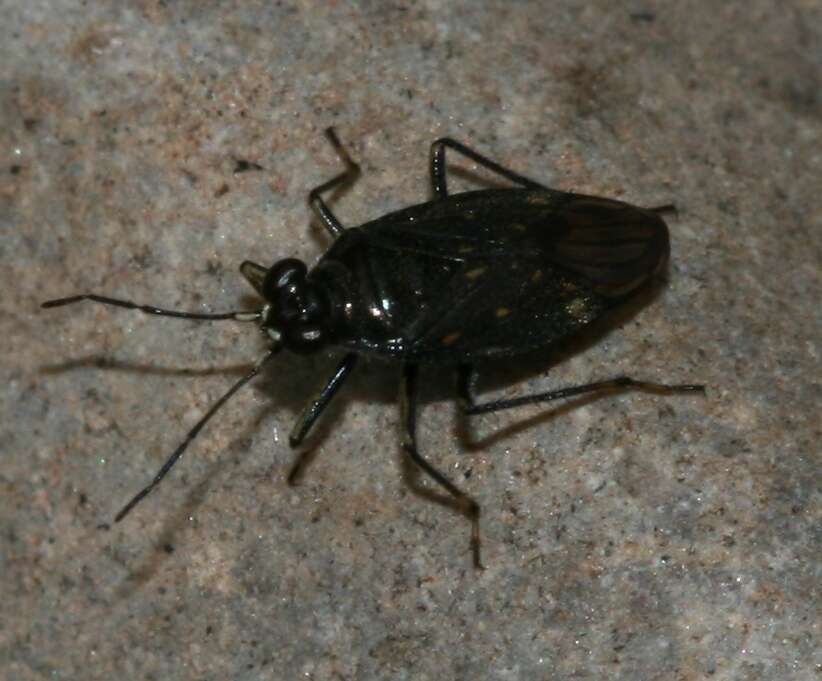 Image of shore bug