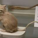 Image of Ord's Kangaroo Rat