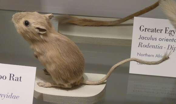 Image of Kangaroo rat