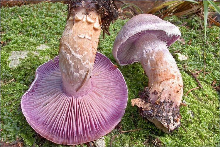 Image of Cortinarius camphoratus (Fr.) Fr. 1838