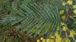 Image of Silver Wattle