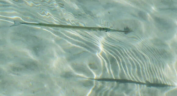 Image of needlefish