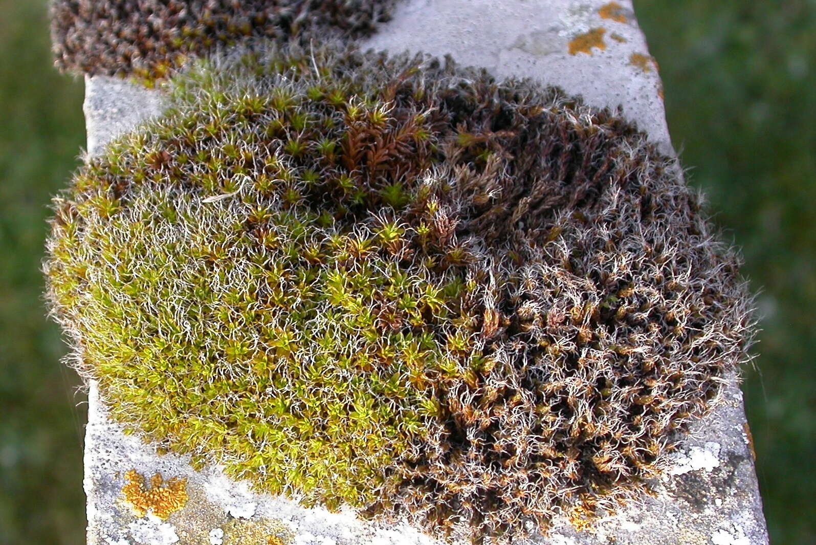 Image of grimmia dry rock moss