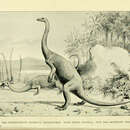 صورة Anchisaurus Marsh 1885