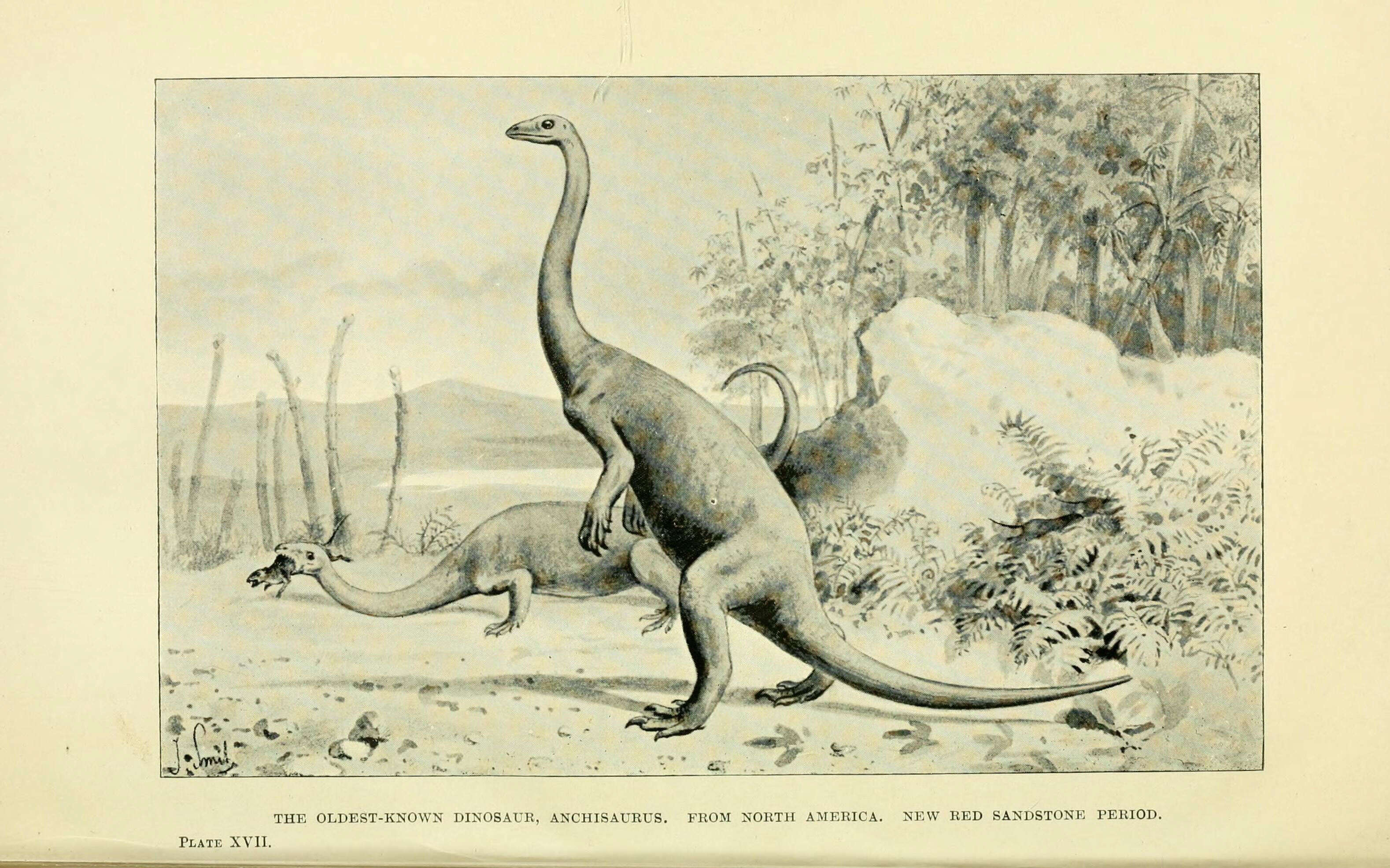 Image of sauropods and relatives