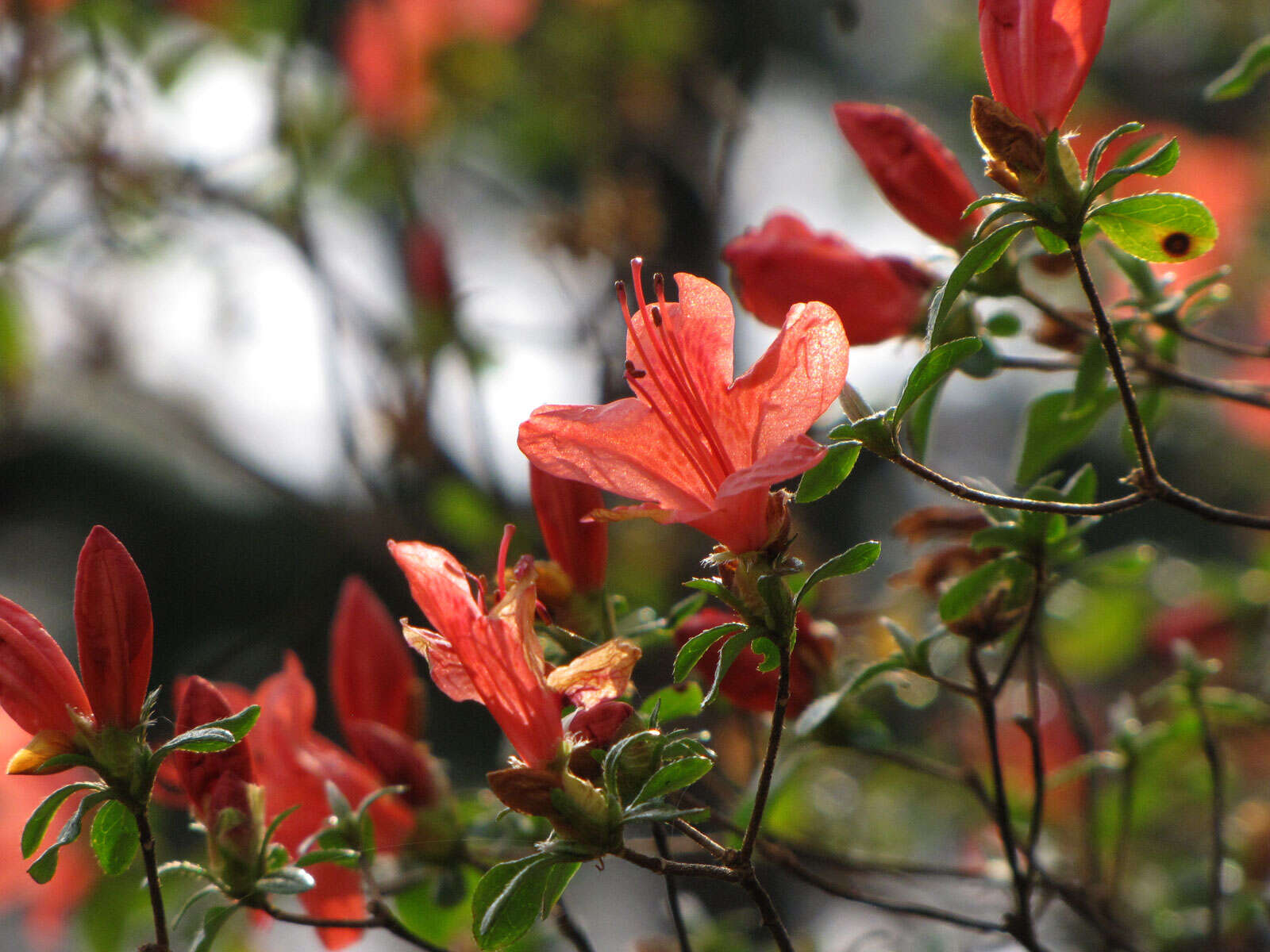 صورة Rhododendron kaempferi Planch.