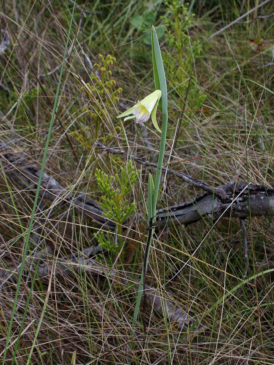 Image of Rosebud orchids