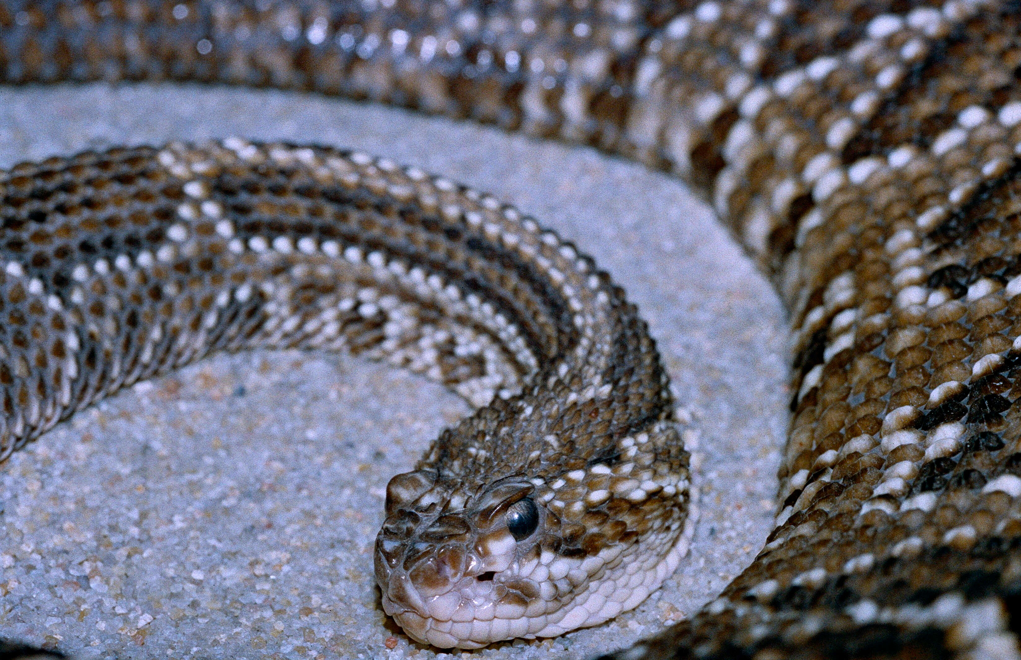 Image of Crotalus Linnaeus 1758