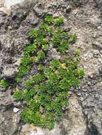 Image of Polynesian heliotrope