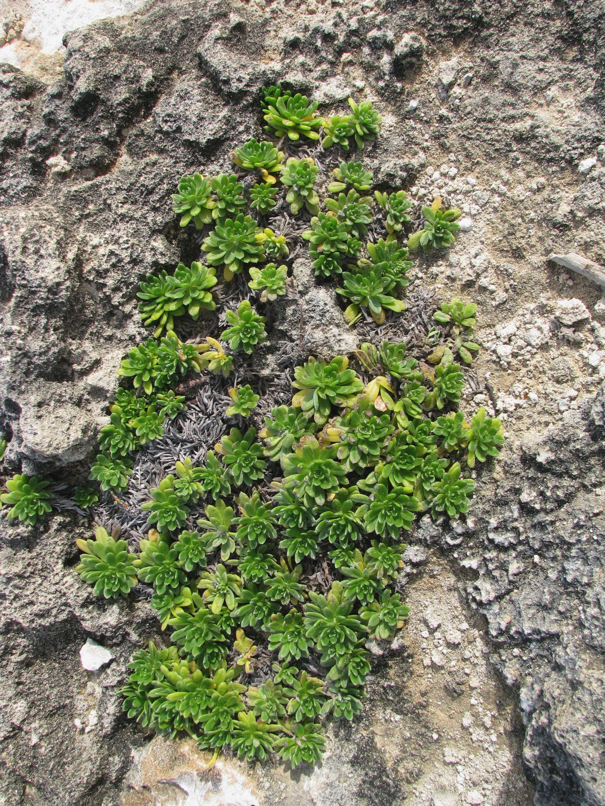 Image of Polynesian heliotrope