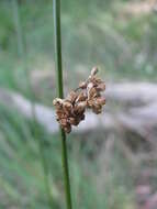 Juncus amabilis Edgar resmi