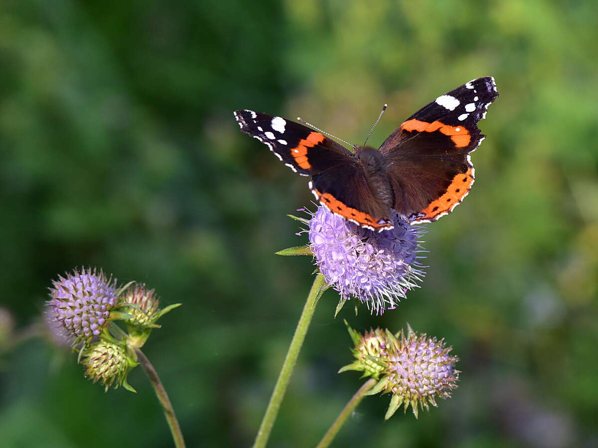 Image of Ladies and Red Admiral