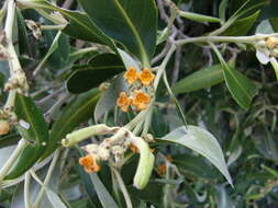 Image of black mangrove