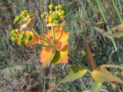 Image of serrate spurge