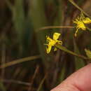 Image of Hypericum strictum (Triana & Planch.) Kunth