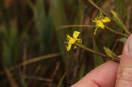 Sivun Hypericum strictum (Triana & Planch.) Kunth kuva