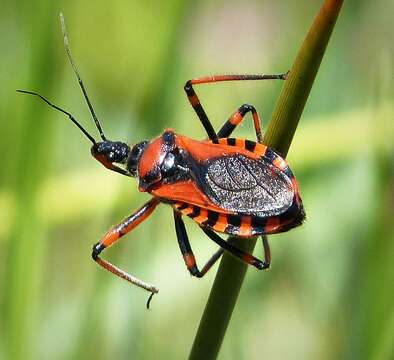 Image of Rhynocoris Hahn 1834