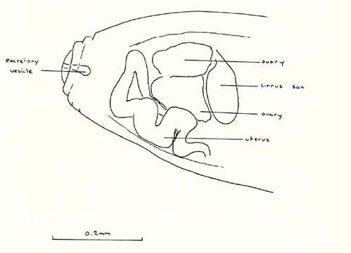 Image of <i>Balanotaenia bancrofti</i>