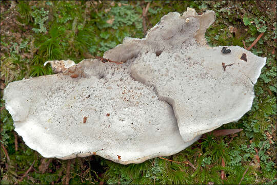 Image de Polypore bleuté