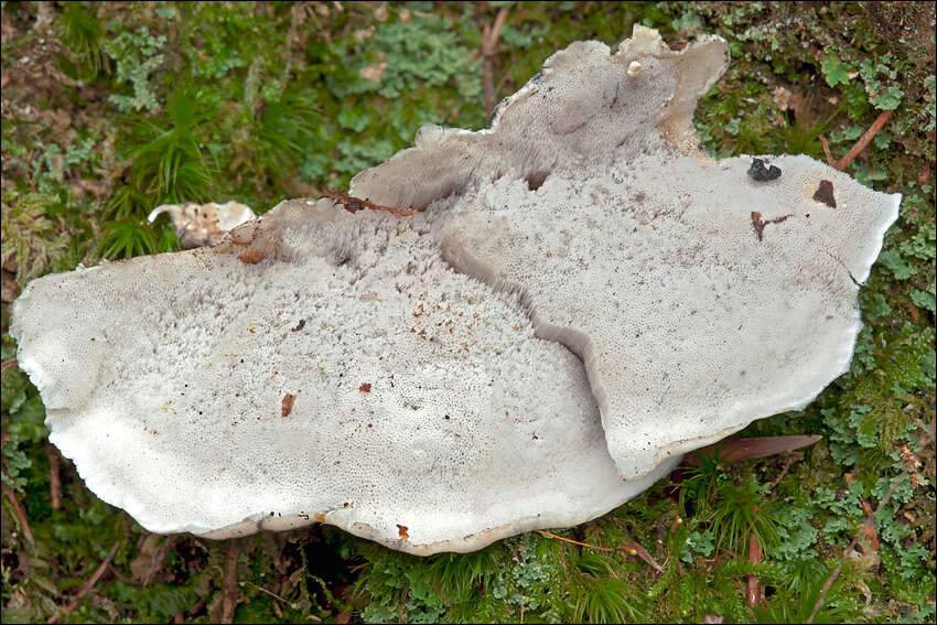 Image of Postia caesia (Schrad.) P. Karst. 1881