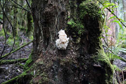 Hericium coralloides (Scop.) Pers. 1794 resmi