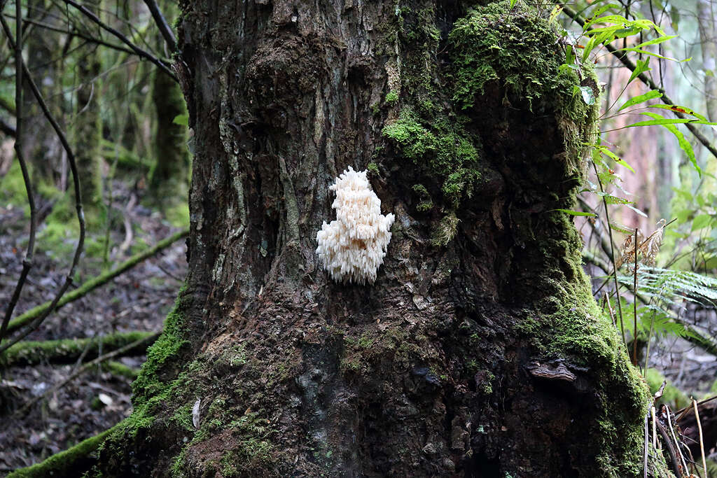 Hericium coralloides (Scop.) Pers. 1794 resmi