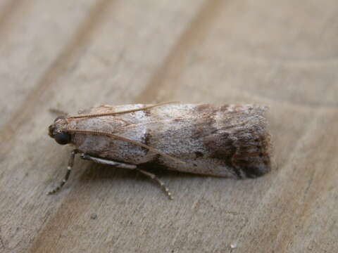 Image of Acrobasis glaucella Staudinger 1859