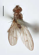 Image of Subhylemyia