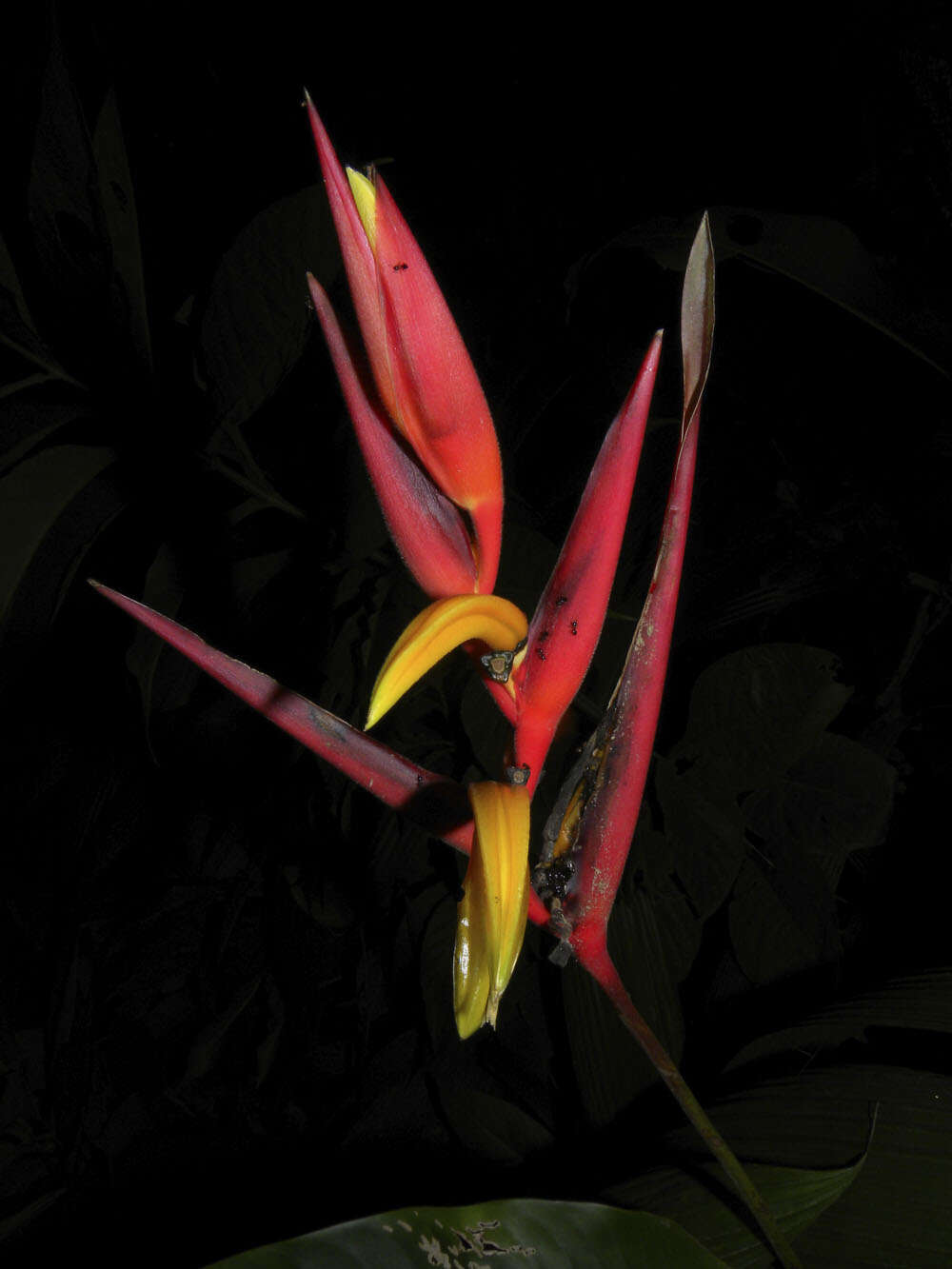 Image of Heliconia osaensis Cufod.