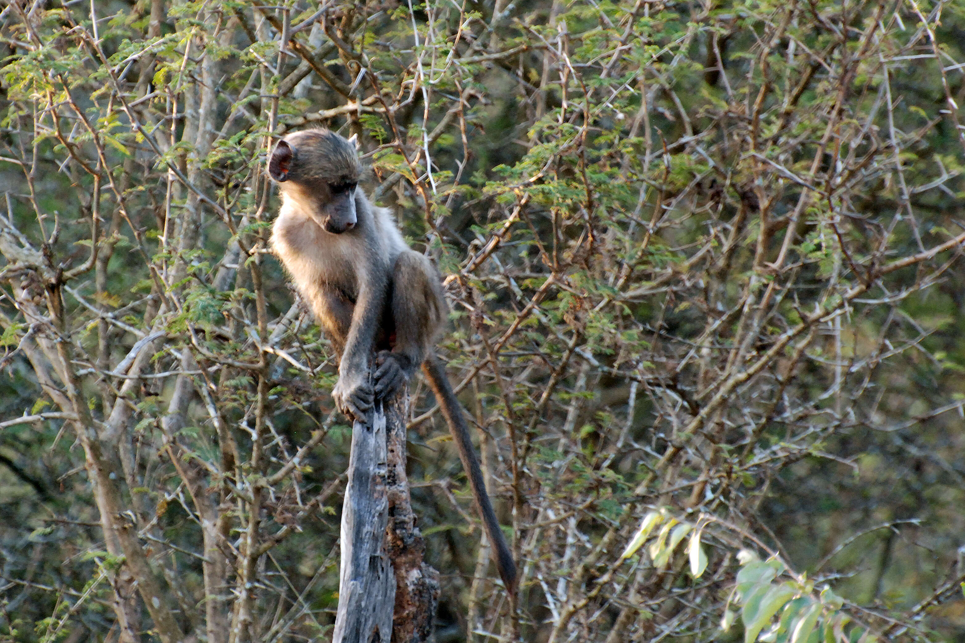 Image of Baboon