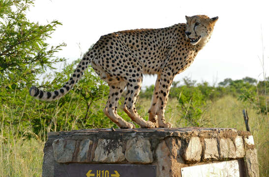 Image of Acinonyx Brookes 1828