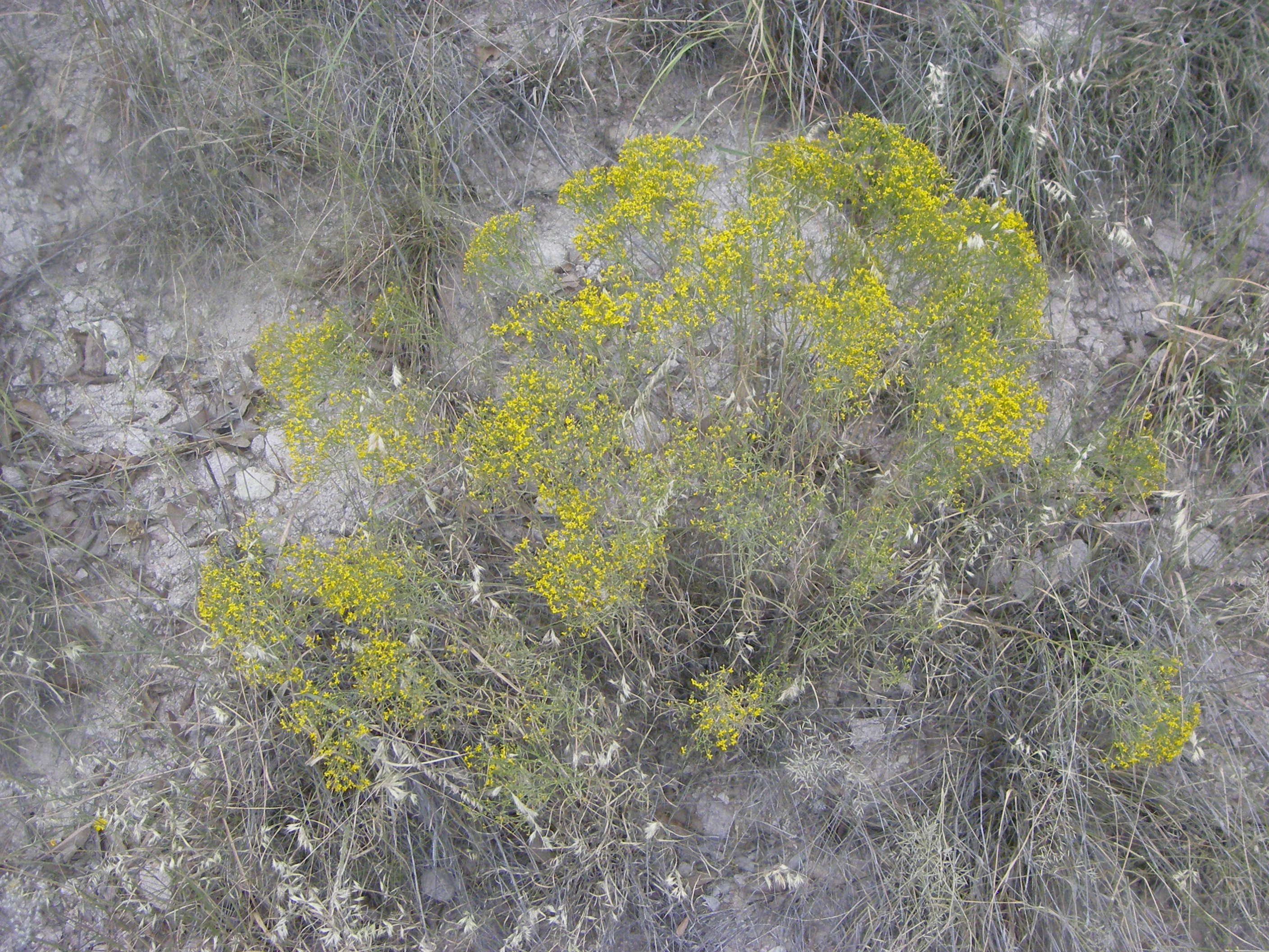 Image of snakeweed