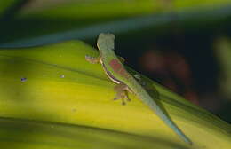 Plancia ëd Phelsuma lineata lineata Gray 1842