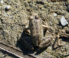 Image of Green Frogs; Water Frogs