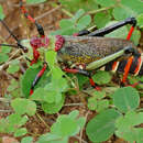 Image of Dictyophorus (Dictyophorus) spumans subsp. pulchra (Bolívar & I. 1904)