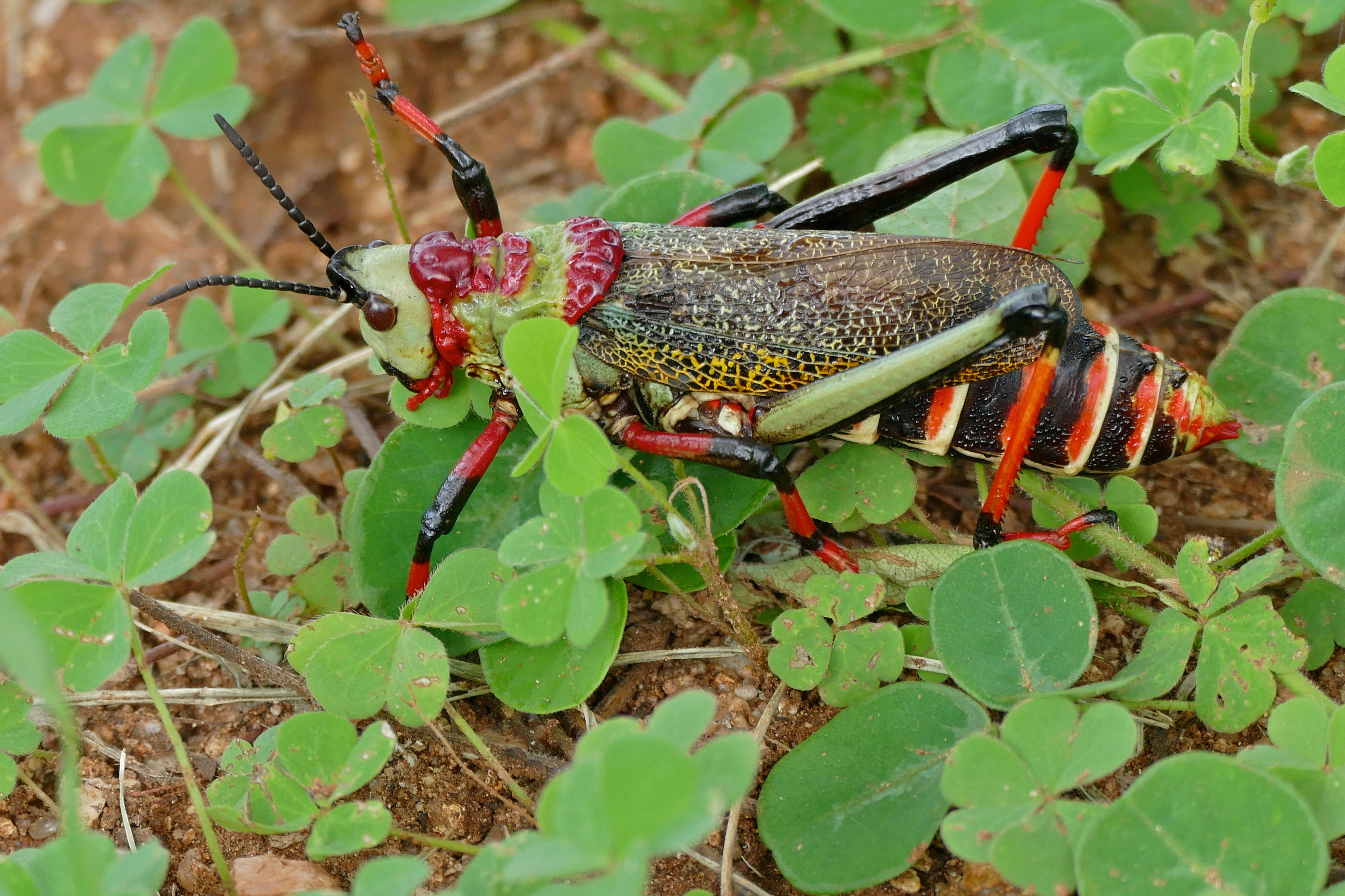 How the colourful koppie foam grasshopper sheds its skin – letting nature  back in