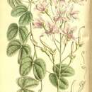 Слика од Bauhinia yunnanensis Franch.