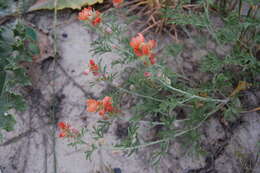 Imagem de Sphaeralcea coccinea (Nutt.) Rydb.