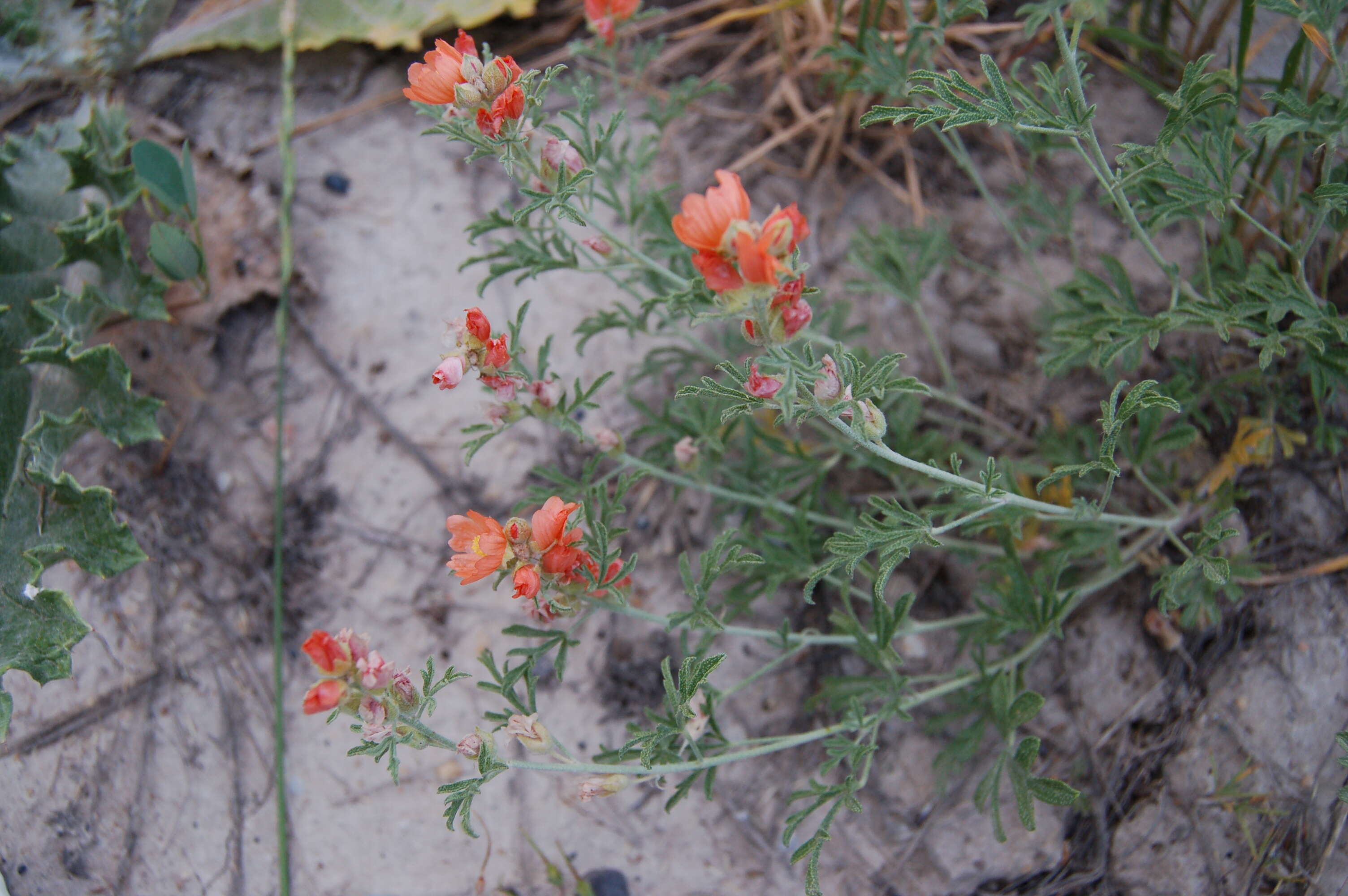 Image of globemallow