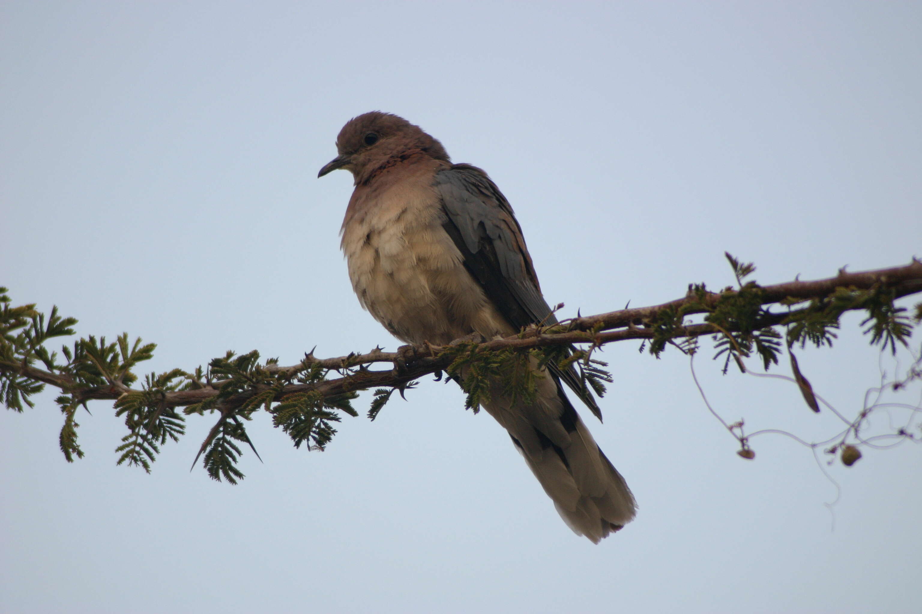 Image of Red-eyed Dove