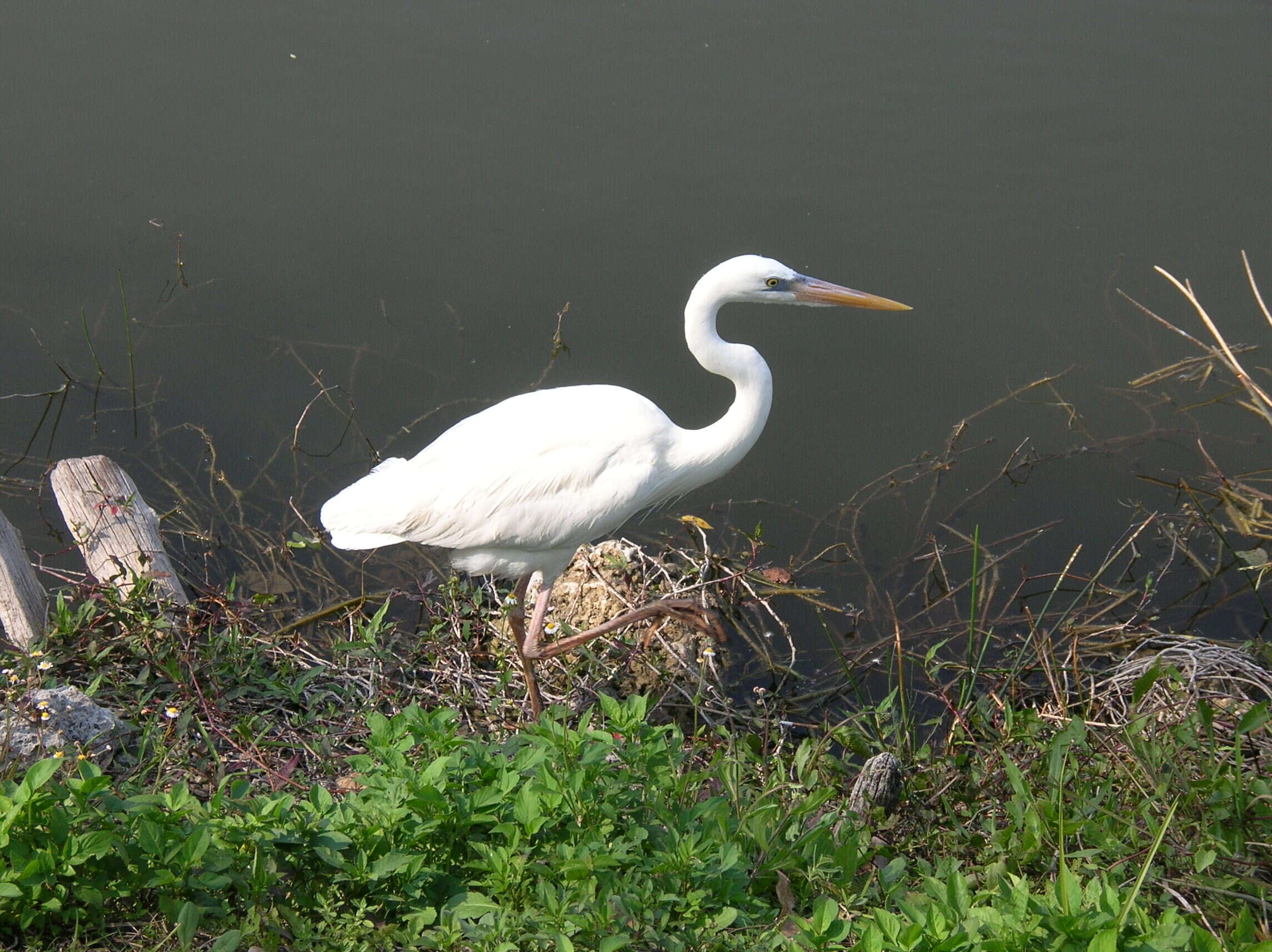 Image of Ardea Linnaeus 1758