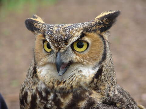 Image of Great Horned Owl