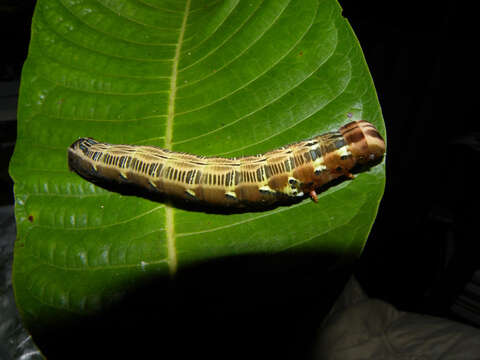 Image de Isertia scorpioides B. M. Boom