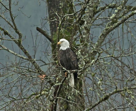 Image of Sea eagles